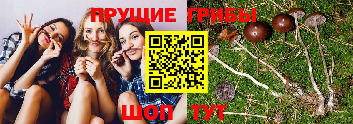Псилоцибиновые грибы прущие грибы  Вход с VPN  Хасавюрт 